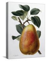 Study of a Pear-Adrienne Faguet-Stretched Canvas