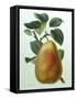 Study of a Pear-Adrienne Faguet-Framed Stretched Canvas