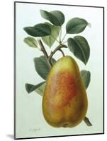 Study of a Pear-Adrienne Faguet-Mounted Giclee Print