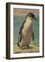 Study of a Penguin-Henry Stacey Marks-Framed Giclee Print