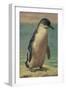 Study of a Penguin-Henry Stacey Marks-Framed Giclee Print