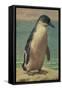 Study of a Penguin-Henry Stacey Marks-Framed Stretched Canvas