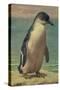 Study of a Penguin-Henry Stacey Marks-Stretched Canvas