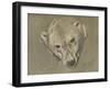 'Study of a Polar Bear's Head', c1901-John MacAllan Swan-Framed Giclee Print
