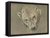 'Study of a Polar Bear's Head', c1901-John MacAllan Swan-Framed Stretched Canvas