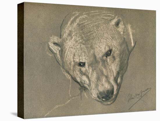 'Study of a Polar Bear's Head', c1901-John MacAllan Swan-Stretched Canvas