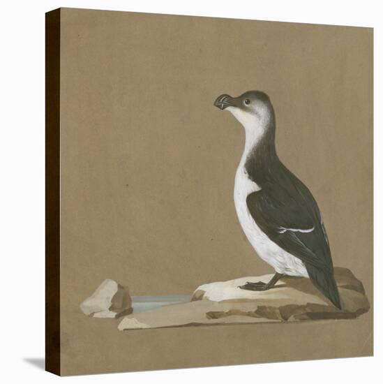 Study of a Razorbill-German School-Stretched Canvas