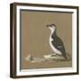 Study of a Razorbill-German School-Framed Giclee Print