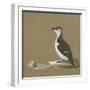 Study of a Razorbill-German School-Framed Giclee Print