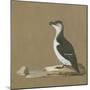 Study of a Razorbill-German School-Mounted Giclee Print