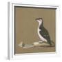 Study of a Razorbill-German School-Framed Giclee Print