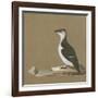 Study of a Razorbill-German School-Framed Giclee Print