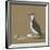 Study of a Razorbill-German School-Framed Giclee Print