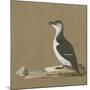 Study of a Razorbill-German School-Mounted Giclee Print