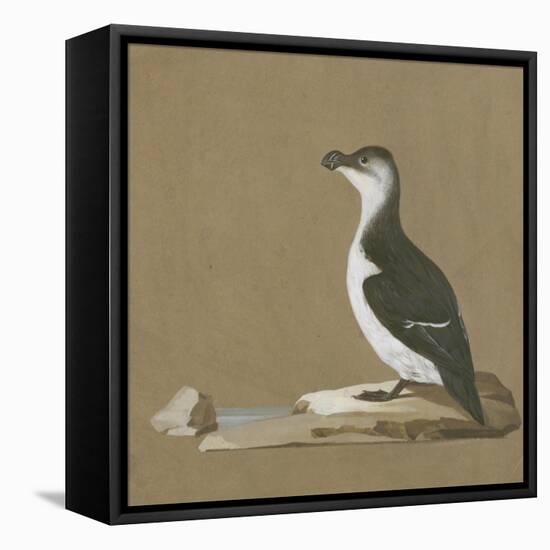 Study of a Razorbill-German School-Framed Stretched Canvas