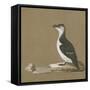 Study of a Razorbill-German School-Framed Stretched Canvas