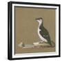 Study of a Razorbill-German School-Framed Giclee Print