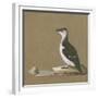 Study of a Razorbill-German School-Framed Giclee Print