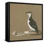 Study of a Razorbill-German School-Framed Stretched Canvas