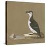 Study of a Razorbill-German School-Stretched Canvas