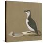 Study of a Razorbill-German School-Stretched Canvas