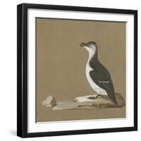 Study of a Razorbill-German School-Framed Giclee Print