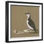 Study of a Razorbill-German School-Framed Giclee Print