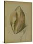 Study of a Shell, 1930S (Pencil, Pen & Ink on Paper)-John Northcote Nash-Stretched Canvas