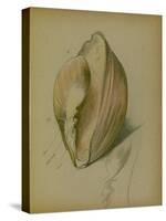 Study of a Shell, 1930S (Pencil, Pen & Ink on Paper)-John Northcote Nash-Stretched Canvas