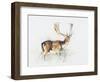 Study of a Stag-Mark Adlington-Framed Giclee Print