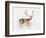 Study of a Stag-Mark Adlington-Framed Giclee Print