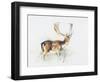 Study of a Stag-Mark Adlington-Framed Giclee Print