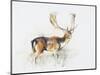 Study of a Stag-Mark Adlington-Mounted Giclee Print