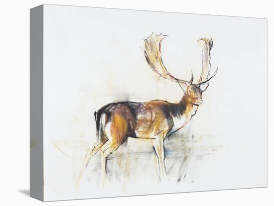 Study of a Stag-Mark Adlington-Stretched Canvas