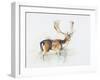 Study of a Stag-Mark Adlington-Framed Giclee Print