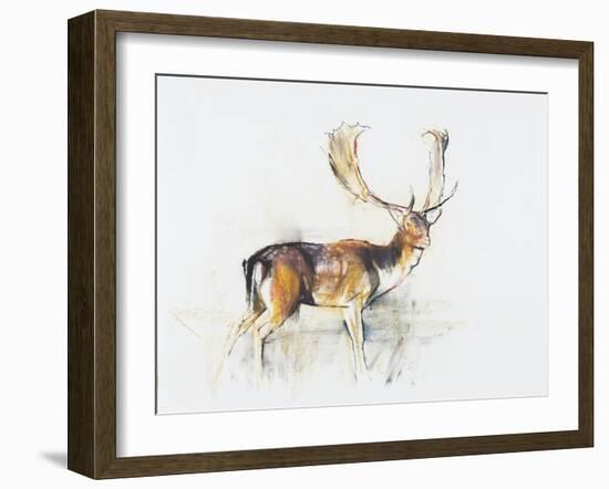 Study of a Stag-Mark Adlington-Framed Premium Giclee Print