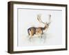 Study of a Stag-Mark Adlington-Framed Premium Giclee Print