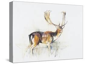 Study of a Stag-Mark Adlington-Stretched Canvas