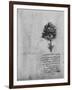 'Study of a Tree', c1480 (1945)-Leonardo Da Vinci-Framed Giclee Print