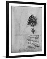 'Study of a Tree', c1480 (1945)-Leonardo Da Vinci-Framed Giclee Print