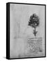 'Study of a Tree', c1480 (1945)-Leonardo Da Vinci-Framed Stretched Canvas