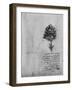 'Study of a Tree', c1480 (1945)-Leonardo Da Vinci-Framed Giclee Print