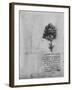 'Study of a Tree', c1480 (1945)-Leonardo Da Vinci-Framed Giclee Print