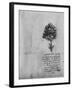 'Study of a Tree', c1480 (1945)-Leonardo Da Vinci-Framed Giclee Print
