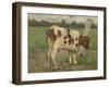 Study of a White Cow Standing on a Pole in a Meadow-Geo Poggenbeek-Framed Art Print