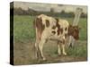 Study of a White Cow Standing on a Pole in a Meadow-Geo Poggenbeek-Stretched Canvas