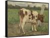 Study of a White Cow Standing on a Pole in a Meadow-Geo Poggenbeek-Framed Stretched Canvas