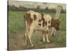 Study of a White Cow Standing on a Pole in a Meadow-Geo Poggenbeek-Stretched Canvas