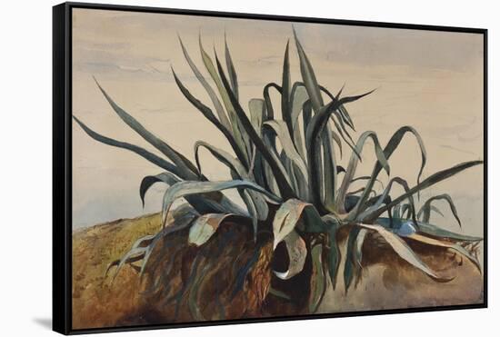 Study of an Agave, with Additions by a Borbone Pupil-Giacinto Gigante-Framed Stretched Canvas