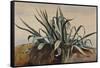 Study of an Agave, with Additions by a Borbone Pupil-Giacinto Gigante-Framed Stretched Canvas